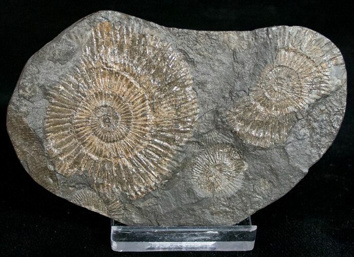 Dactylioceras Ammonites - Posidonia Shale #11132